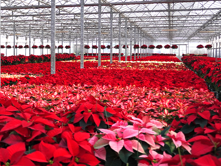 ハウス内のポインセチア