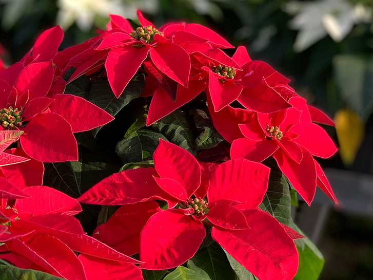 赤いポインセチア