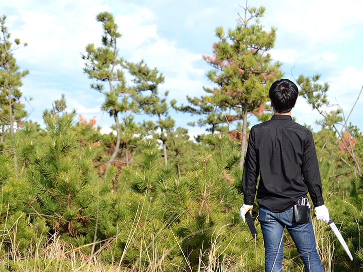 若松、小松、根引松…正月に欠かせない松を種類別に解説します | 青山花 ...