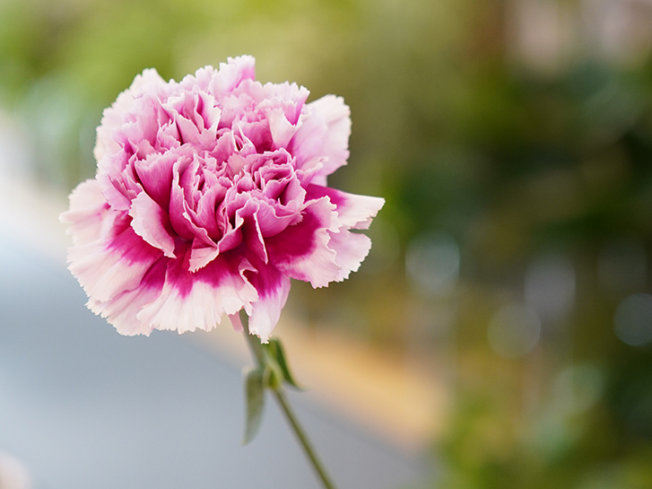 カーネーションを使った母の日ギフトをご紹介 21年 青山花茂blog