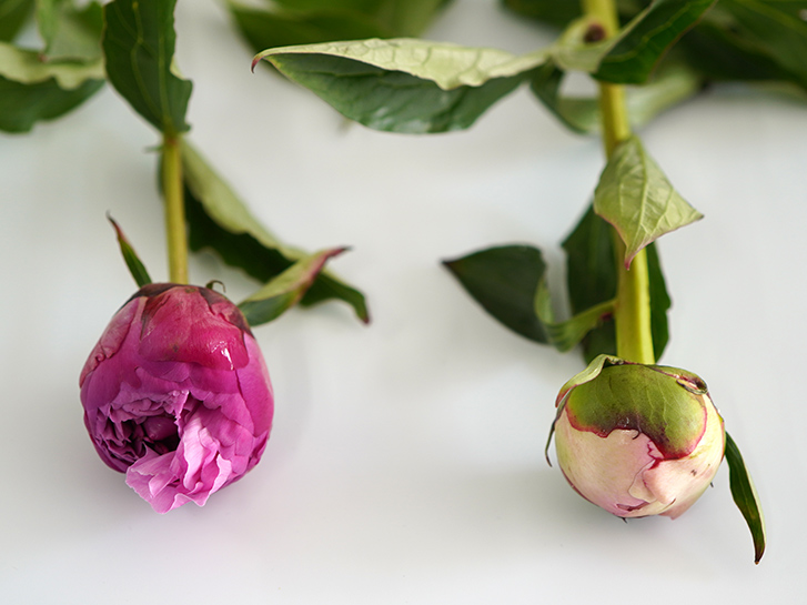 芍薬（ピオニー）のつぼみの比較画像