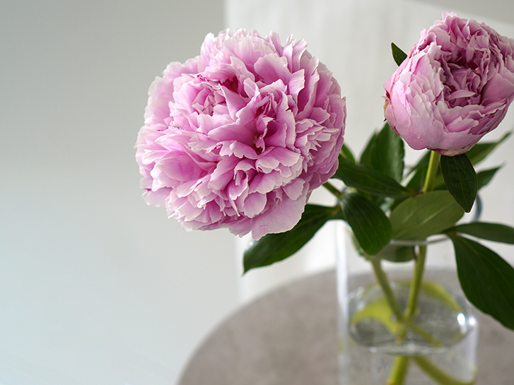 涼しげな場所に置かれた芍薬（ピオニー）の花