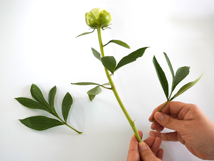 芍薬（ピオニー）の葉を取り除いている画像