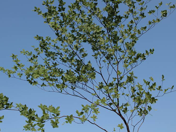 ドウダンツツジの自然な枝ぶり