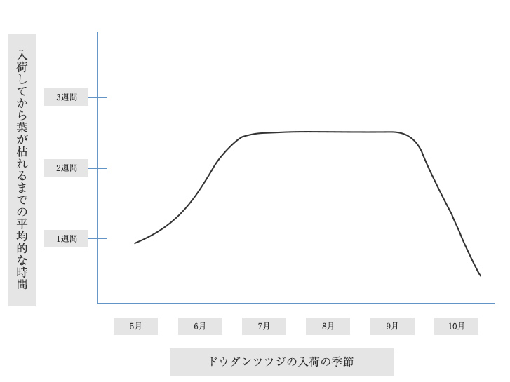 ドウダンツツジはインテリアグリーンに最適な枝もの 特徴やお手入れの方法を説明します 青山花茂blog