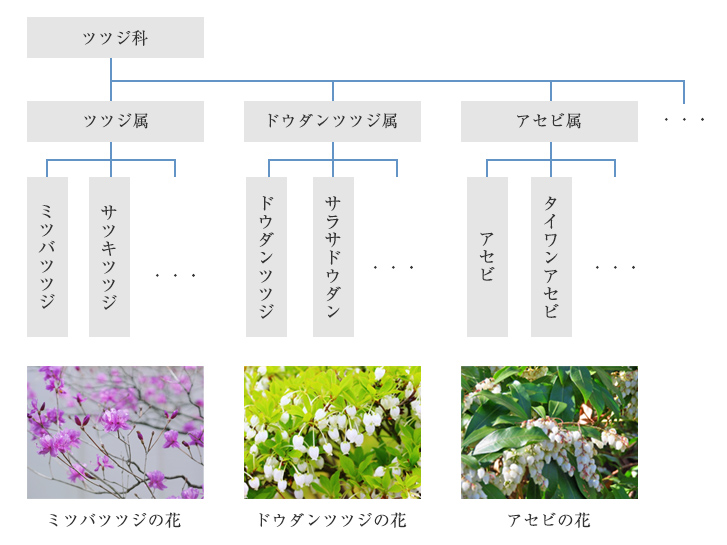 ツツジ科の分類表