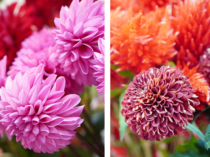 菊の花 マム は日持ち最強の切り花 バラエティ豊かな品種と 菊にまつわる話を紹介します 表で解説 青山花茂blog