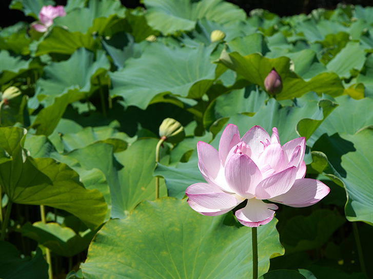 大きく開いた蓮の花