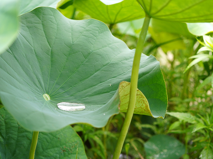 蓮 ハス の花が咲くのはいつ 蓮と睡蓮 スイレン との違いや豆知識をご紹介 青山花茂blog