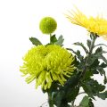 ライトグリーンや黄色の菊