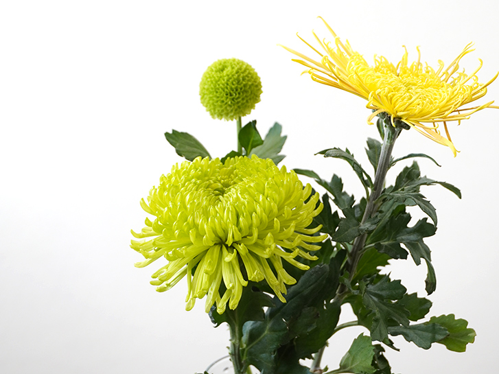 菊の花（マム）は日持ち最強の切り花。バラエティ豊かな品種と、菊