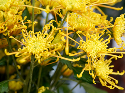 黄色いスプレー菊（品種：ホマロ）
