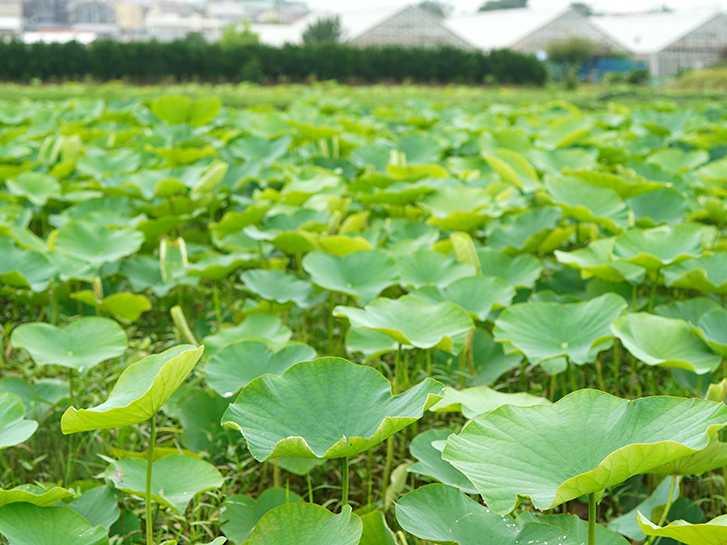 蓮 ハス の花が咲くのはいつ 蓮と睡蓮 スイレン との違いや豆知識をご紹介 青山花茂blog