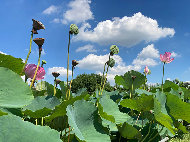 蓮 ハス の花が咲くのはいつ 蓮と睡蓮 スイレン との違いや豆知識をご紹介 青山花茂blog