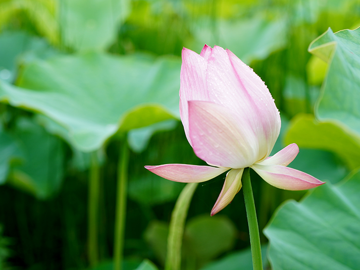 蓮の花