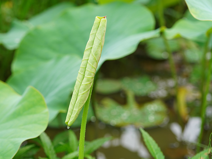 蓮 ハス の花が咲くのはいつ 蓮と睡蓮 スイレン との違いや豆知識をご紹介 青山花茂blog