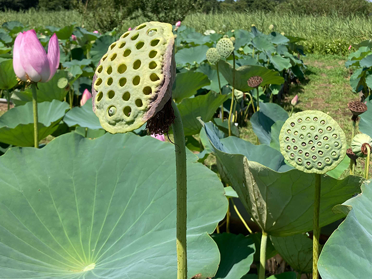 蓮 ハス の花が咲くのはいつ 蓮と睡蓮 スイレン との違いや豆知識をご紹介 青山花茂blog