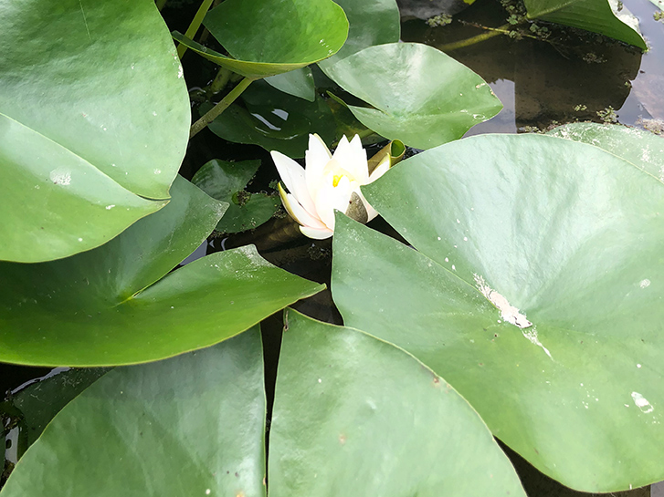 水面に咲く睡蓮の花