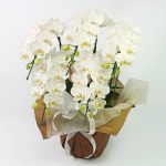 白いお供え用のミディ胡蝶蘭