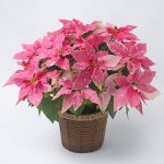 白い斑が入った淡いピンクのプリンセチア