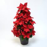 ツリー型に仕立てた赤いポインセチア