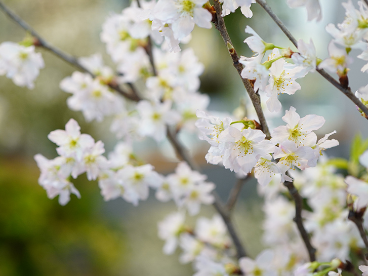 桜