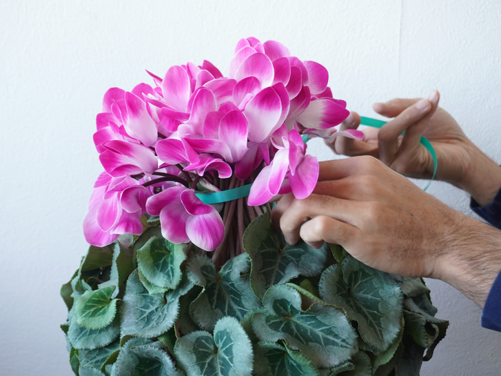 シクラメンの花の茎を紐で固定する様子