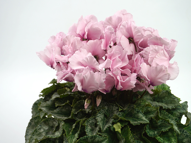 淡いピンクのシクラメン