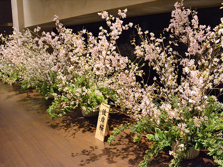 彼岸桜の活け込み