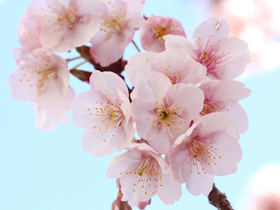 寒桜（カンザクラ）