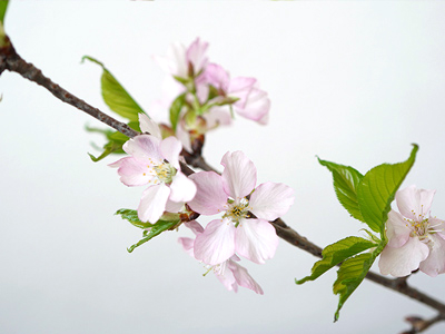 河津桜（カワズザクラ）