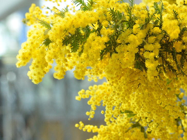 早春の頃に咲く黄色い花 ミモザの特徴 お手入れ方法や飾り方など 青山花茂blog