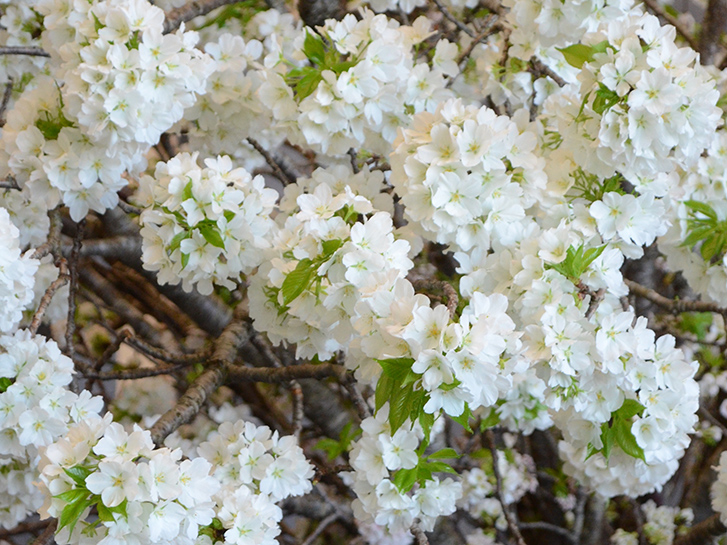 オオシマザクラ（大島桜）