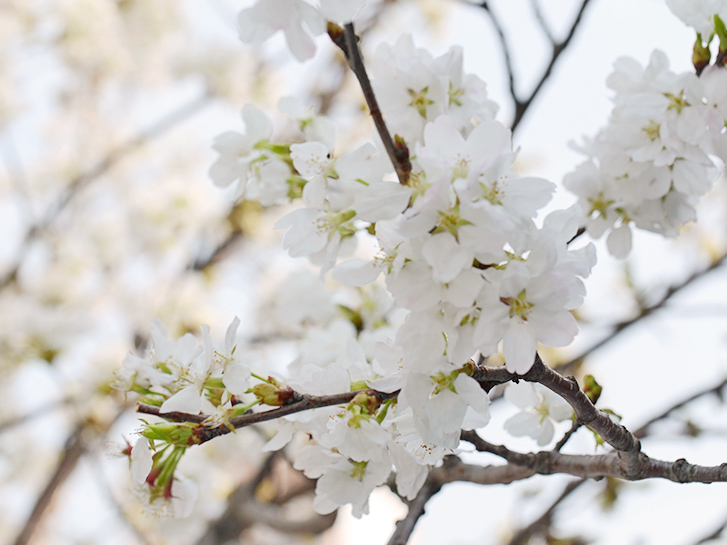 日本の桜の品種はどれくらいある 種類や特徴 ルーツについて解説します 青山花茂blog