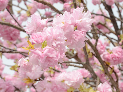 八重桜（ヤエザクラ）