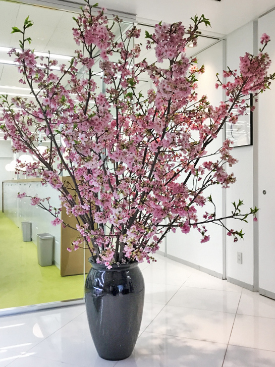 オフィスでの陽光桜の活けこみ