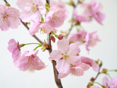 陽光桜（ヨウコウザクラ）