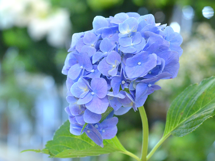 初夏の風物詩 アジサイの歴史や種類 日本に自生するアジサイと西洋アジサイの違いとは 青山花茂blog