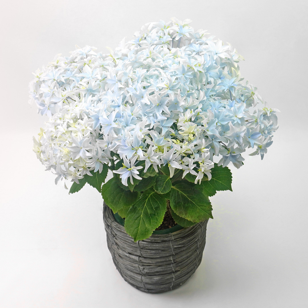 淡いブルーのハイドランジアの鉢植え
