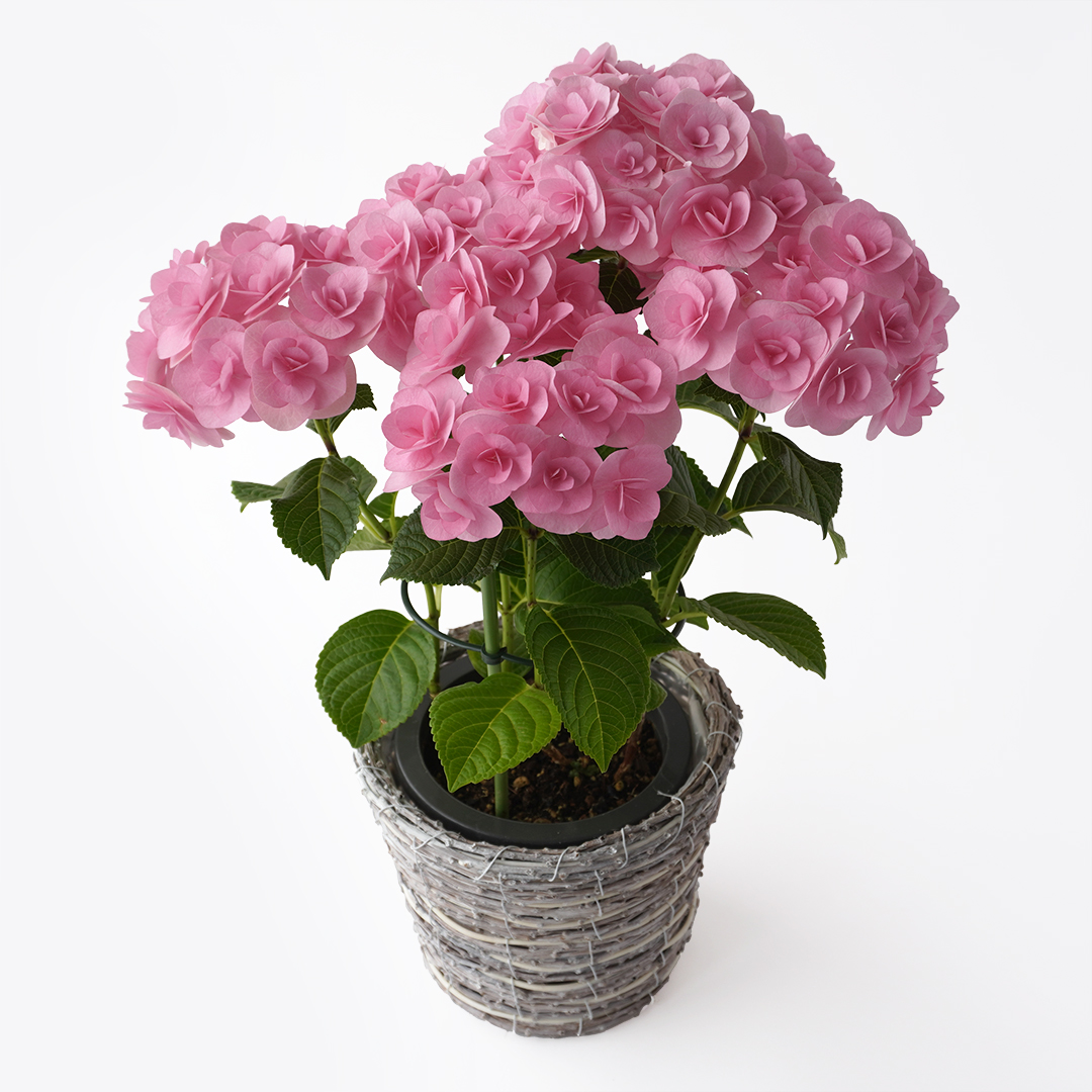 ピンクのハイドランジアの鉢植え