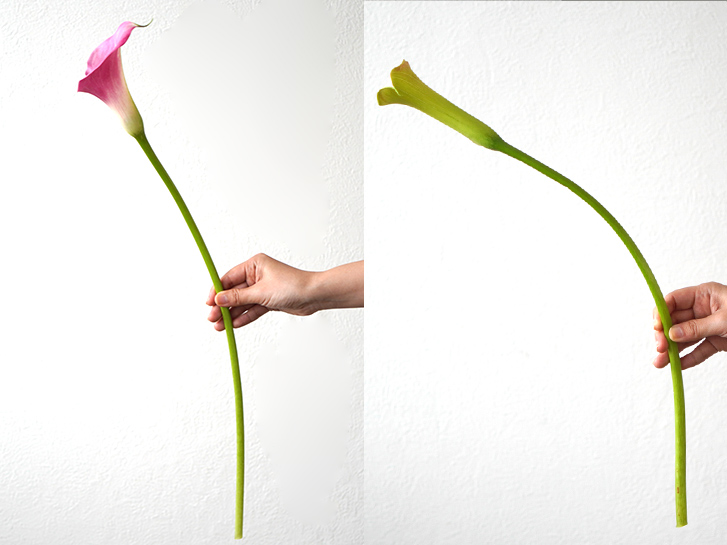 K.HAYAKAWA 【カラーの花】 個性的な魅力をもつ花、カラー。歴史や品種、選び方のコツや飾り方など