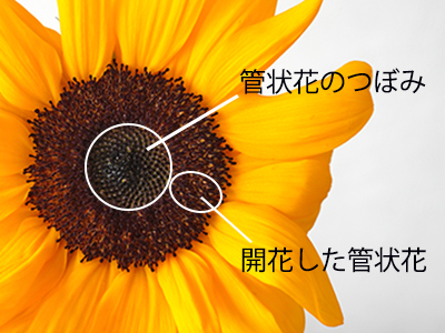 ヒマワリの花の構造と管状花