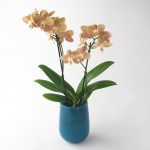 淡いブラウンの花びらがおしゃれな2本立ミディ胡蝶蘭
