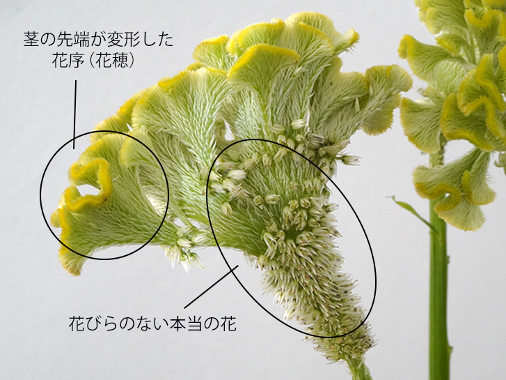 ケイトウの花の拡大写真