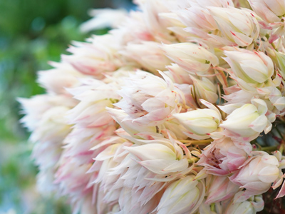 近年人気のワイルドフラワーとは プロテアなど代表的な種類をご紹介 青山花茂blog