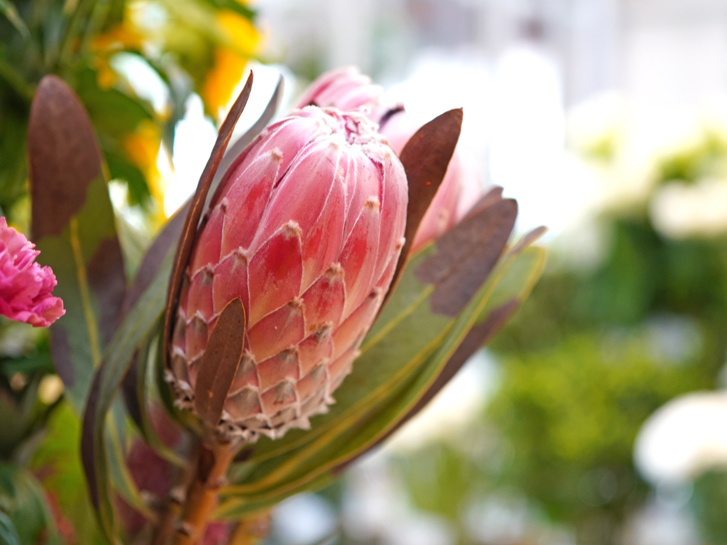 近年人気のワイルドフラワーとは プロテアなど代表的な種類をご紹介 青山花茂blog