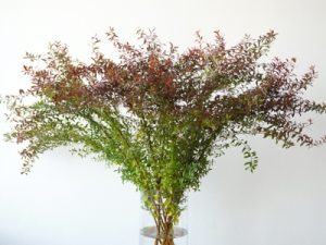 秋冬の季節に見かける枝もの15選 紅葉する枝もの・シルエットや実ものを楽しむ | 青山花茂BLOG