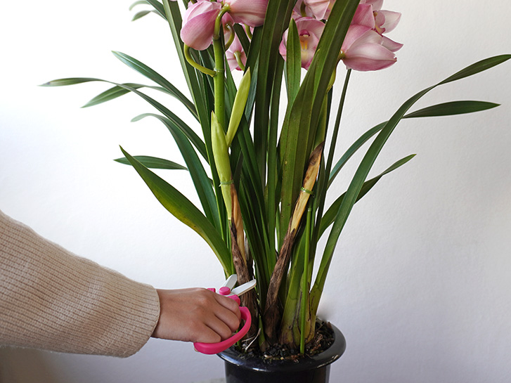 ピンクのシンビジュームの花茎をカットするところ