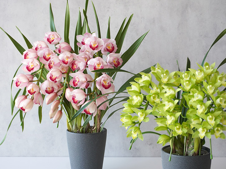 ピンクやグリーンのシンビジューム