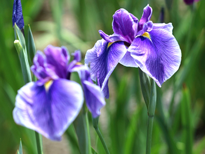 菖蒲の花